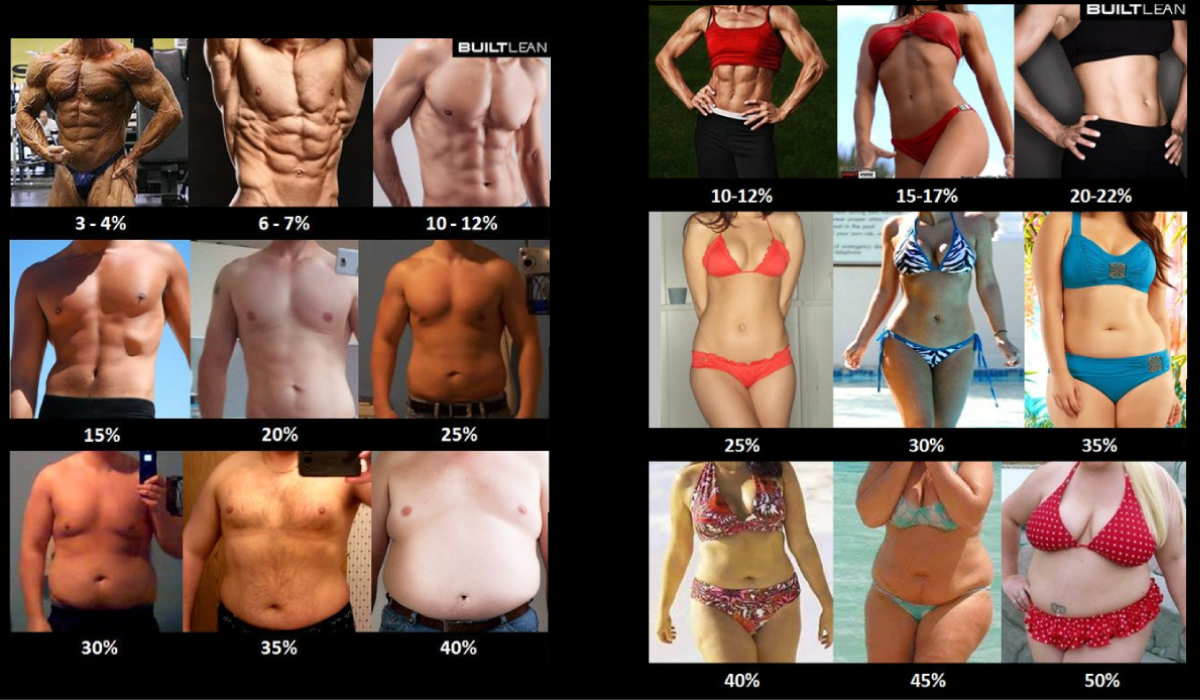 Grasa Corporal Bajar La Grasa Abdominal Rapido Porcentaje Perdida