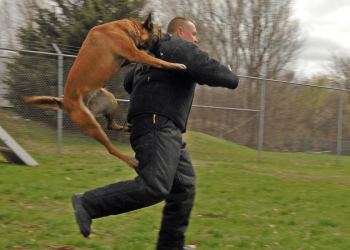 Estos son los beneficios de correr con tu mascota