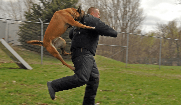 Estos son los beneficios de correr con tu mascota