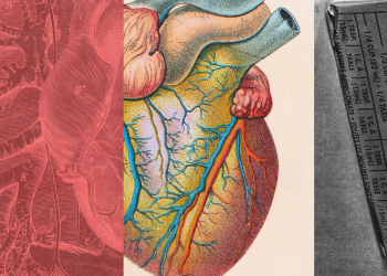Colesterol LDL: Claves para Salud Cardíaca