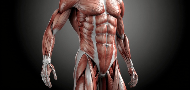 Ejercicios de fuerza para correr: Mejora tu rendimiento