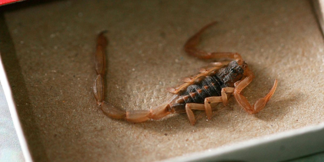 Alacranes en casa: riesgos, cuidados y cómo ahuyentarlos