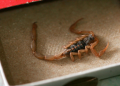 Alacranes en casa: riesgos, cuidados y cómo ahuyentarlos