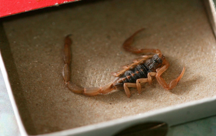 Alacranes en casa: riesgos, cuidados y cómo ahuyentarlos